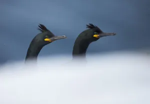 Shag (Phalacrocorax aristotelis) two heads showing above rock, Vardo, Norway March Shag (Phalacrocorax aristotelis) two heads showing above rock, Vardo, Norway March