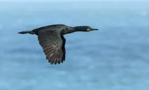 Shag (Phalacrocorax aristotelis) in flight over sea. Great Saltee Island, Saltee Islands Shag (Phalacrocorax aristotelis) in flight over sea. Great Saltee Island, Saltee Islands