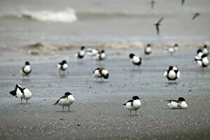 Images Dated 20th August 2009: Shelduck (Tadorna tadorna) moulting birds at high tide roost, Bridgewater Bay NNR