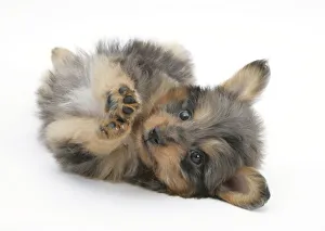 Shetland Sheepdog x Poodle Sheltidoodle puppy rolling onto back, age 7 weeks Shetland Sheepdog x Poodle Sheltidoodle puppy rolling onto back, age 7 weeks