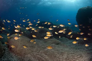 Shoal of Anthias, Deserta Grande, Desertas Islands, Madeira, Portugal, August 2009 Shoal of Anthias, Deserta Grande, Desertas Islands, Madeira, Portugal, August 2009