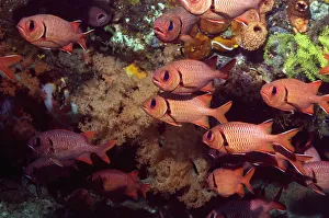 Shoal of Bigscale soldierfish (Myripristis berndti). Rinca, Indonesia Shoal of Bigscale soldierfish (Myripristis berndti). Rinca, Indonesia