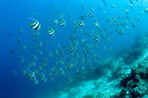 Shoal of Longfin bannerfish (Heniochus acuminatus) Maldives, Indian Ocean Shoal of Longfin bannerfish (Heniochus acuminatus) Maldives, Indian Ocean