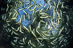 Shoal of Piraputanga, (Brycon hilarii), close to the surface, Aquario Natural, Bonito Shoal of Piraputanga, (Brycon hilarii), close to the surface, Aquario Natural, Bonito