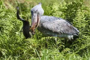Shoebill stork (Balaeniceps rex) feeding on a Spotted African lungfish (Protopterus Shoebill stork (Balaeniceps rex) feeding on a Spotted African lungfish (Protopterus