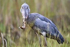 Shoebill stork (Balaeniceps rex) feeding on a Spotted African lungfish (Protopterus Shoebill stork (Balaeniceps rex) feeding on a Spotted African lungfish (Protopterus