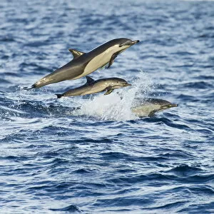 Images Dated 28th January 2015: Short-beaked common dolphin (Delphinus delphis) leaping over waves, Baja, California, USA, January