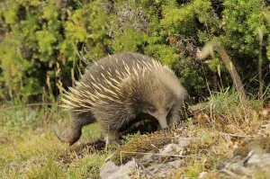 Short-beaked echidna (Tachyglossus aculeatus) digging, Tasmania, Australia Short-beaked echidna (Tachyglossus aculeatus) digging, Tasmania, Australia