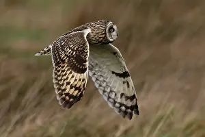 Framed Print : Short-eared owl in flight print, Norfolk, England Framed Print : Short-eared owl in flight print, Norfolk, England