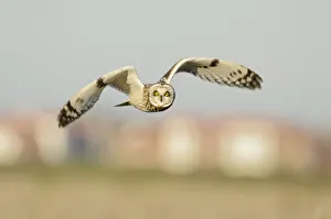 Short-eared owl (Asio flammeus) hunting over farmland, with Burnham-on-Crouch in Short-eared owl (Asio flammeus) hunting over farmland, with Burnham-on-Crouch in