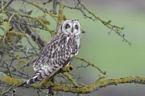 Short-eared Owl (Asio flammeus) perched in tree, Salisbury Plain, Wiltshire, UK, January Short-eared Owl (Asio flammeus) perched in tree, Salisbury Plain, Wiltshire, UK, January