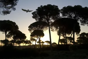 Short-toed Eagle (circaetus gallicus) flying amongst Stone Pines (Pinus pinea). Coto Donyana Short-toed Eagle (circaetus gallicus) flying amongst Stone Pines (Pinus pinea). Coto Donyana