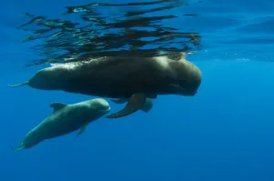 Shortfin pilot whale (Globicephala macrorhynchus) with baby, Canary Islands, Spain Shortfin pilot whale (Globicephala macrorhynchus) with baby, Canary Islands, Spain