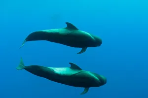 Two Shortfin pilot whales (Globicephala macrorhynchus) Canary Islands, Spain, Europe Two Shortfin pilot whales (Globicephala macrorhynchus) Canary Islands, Spain, Europe