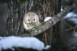 Siberian flying squirrel (Pteromys volans orii) feeding on Sakhalin fir tree Siberian flying squirrel (Pteromys volans orii) feeding on Sakhalin fir tree