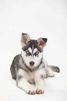 Siberian Husky, puppy, 11 weeks, lying down Siberian Husky, puppy, 11 weeks, lying down