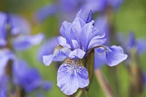 Siberian iris (Iris sibirica), Lower Saxony, Germany Siberian iris (Iris sibirica), Lower Saxony, Germany