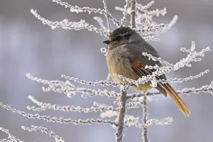 Siberian jay (Perisoreus infaustus) Putoransky State Nature Reserve, Putorana Plateau Siberian jay (Perisoreus infaustus) Putoransky State Nature Reserve, Putorana Plateau
