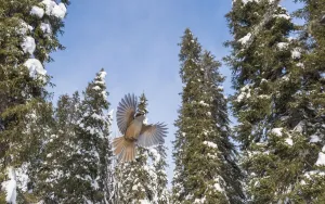 Siberian jay (Perisoreus infaustus) flying in coniferous forest Siberian jay (Perisoreus infaustus) flying in coniferous forest