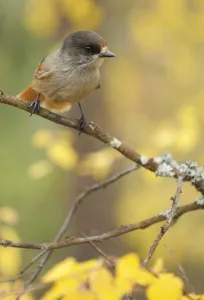 Siberian jay (Perisoreus infaustus) Oulanka, Finland, September 2008 Siberian jay (Perisoreus infaustus) Oulanka, Finland, September 2008