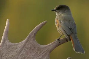 Siberian Jay {Perisoreus infaustus} perched on moose antler, Blaikfjallets NR, Sweden Siberian Jay {Perisoreus infaustus} perched on moose antler, Blaikfjallets NR, Sweden