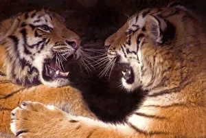 Siberian tiger {Panthera tigris altaica} two cubs play fighting, captive Siberian tiger {Panthera tigris altaica} two cubs play fighting, captive
