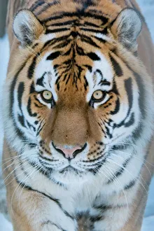 Siberian tiger (Panthera tigris altaica) in snow, captive Siberian tiger (Panthera tigris altaica) in snow, captive