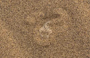 Sidewinder / Peringuey's adder (Bitis peringueyi) lying in wait, buried in sand Sidewinder / Peringuey's adder (Bitis peringueyi) lying in wait, buried in sand