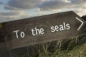 Sign pointing the way to Grey seals (Halichoerus grypus) Donna Nook, Lincolnshire Sign pointing the way to Grey seals (Halichoerus grypus) Donna Nook, Lincolnshire