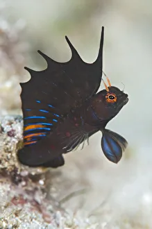 A signal blenny (Emblemaria hypacanthus) displays its showy dorsal fin as it extends A signal blenny (Emblemaria hypacanthus) displays its showy dorsal fin as it extends