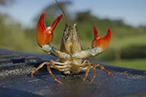 Signal crayfish (Pacifastacus leniusculus) in a defensive posture after being caught Signal crayfish (Pacifastacus leniusculus) in a defensive posture after being caught