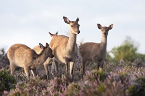 Sika deer (Cervus nippon) amongst flowering heather, Arne RSPB reserve, Dorset, England Sika deer (Cervus nippon) amongst flowering heather, Arne RSPB reserve, Dorset, England