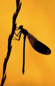 Silhouette of Banded demoiselle {Calopteryx splendens} resting on grass head, Tamar Lake, Cornwall Silhouette of Banded demoiselle {Calopteryx splendens} resting on grass head, Tamar Lake, Cornwall