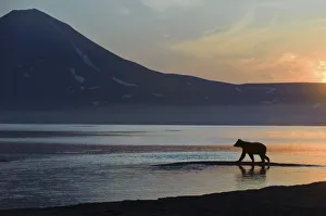 Silhouette of Brown bear (Ursus arctos) beside Lake Kuril at dawn, Kamchatka Silhouette of Brown bear (Ursus arctos) beside Lake Kuril at dawn, Kamchatka