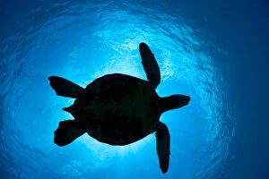 Images Dated 18th May 2011: Silhouette of a Green Sea Turtle (Chelonia mydas) passes overhead. West Maui, Hawaii