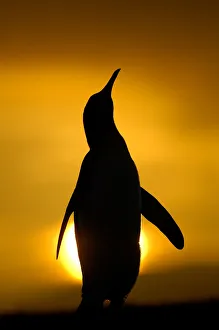 Silhouette of King penguin {Aptenodytes patagonicus} standing tall during display Silhouette of King penguin {Aptenodytes patagonicus} standing tall during display