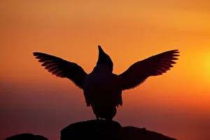 Silhouette of Razorbill (Alca torda) against sunset, flapping wings. June 2010 Silhouette of Razorbill (Alca torda) against sunset, flapping wings. June 2010