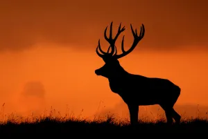 Silhouette of Red deer (Cervus elaphus) stag at sunset, Dyrehaven, Denmark Silhouette of Red deer (Cervus elaphus) stag at sunset, Dyrehaven, Denmark