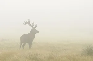 Silhouette of Red deer (Cervus elephus) stag in mist, Richmond Park, London, England Silhouette of Red deer (Cervus elephus) stag in mist, Richmond Park, London, England