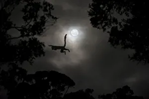 Silhouette of Red-fronted brown lemur (Eulemur rufus) leaping across gap in trees by moonlight Silhouette of Red-fronted brown lemur (Eulemur rufus) leaping across gap in trees by moonlight