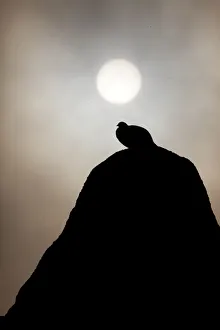 Silhouette of Rock ptarmigan (Lagopus mutus) perched on rock against winter sun Silhouette of Rock ptarmigan (Lagopus mutus) perched on rock against winter sun