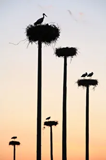 Silhouette of White storks {ciconia ciconia} nesting on purpose-built poles, Malpartida de Caceres Silhouette of White storks {ciconia ciconia} nesting on purpose-built poles, Malpartida de Caceres