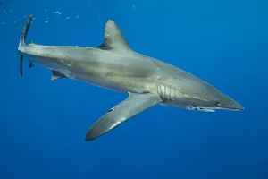 Silky shark (Carcharhinus falciformis). Cocos Island National Park, Costa Rica Silky shark (Carcharhinus falciformis). Cocos Island National Park, Costa Rica