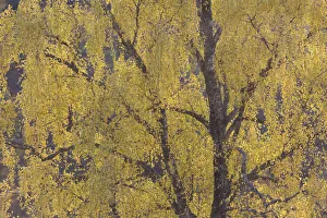 Silver birch trees {Betula pendula} in autumn, Glen Strathfarrar NNR, Scotland, UK Silver birch trees {Betula pendula} in autumn, Glen Strathfarrar NNR, Scotland, UK