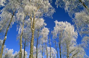 Silver birch trees coated in hoar frost {Betula verrucosa} Strathspey, Scotland, UK Silver birch trees coated in hoar frost {Betula verrucosa} Strathspey, Scotland, UK