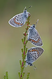 Three Silver studded blue butterflies (Plebejus argus) covered in dew, Klein Schietveld Three Silver studded blue butterflies (Plebejus argus) covered in dew, Klein Schietveld