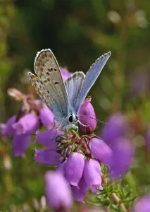 Silver-studded blue butterfly (Plebeius argus) male at rest on Bell heather (Erica Silver-studded blue butterfly (Plebeius argus) male at rest on Bell heather (Erica