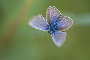 Silver-studded blue butterfly (Plebejus argus), New Forest, Hampshire, England, UK, July Silver-studded blue butterfly (Plebejus argus), New Forest, Hampshire, England, UK, July