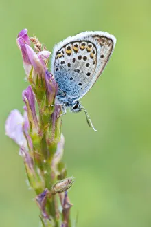 Silver Studded Blue (Plebejus argus), Gran Paradiso National Park, Aosta Valley Silver Studded Blue (Plebejus argus), Gran Paradiso National Park, Aosta Valley