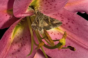 Silver Y moth (Autographa gamma) nectaring on Lily (Lilium Stargazer'). Surrey Silver Y moth (Autographa gamma) nectaring on Lily (Lilium Stargazer'). Surrey
